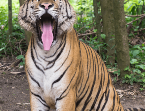 Interacting with Big Cats: A Traveler’s Guide