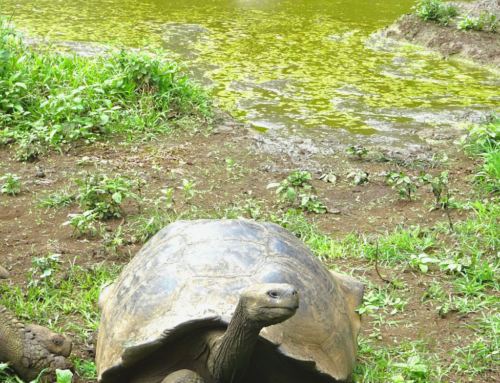 The Coolest Galápagos Tortoise Sanctuary You HAVE to Visit!