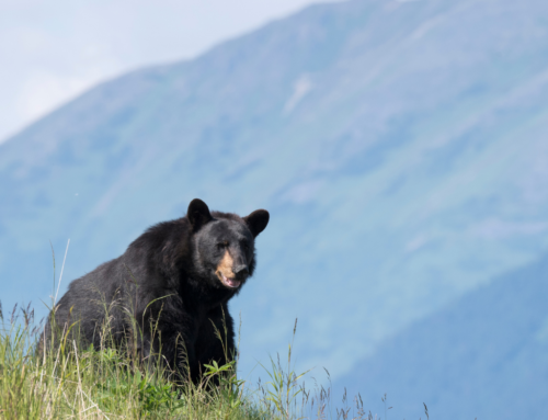 5 USA Destinations for Wildlife Lovers