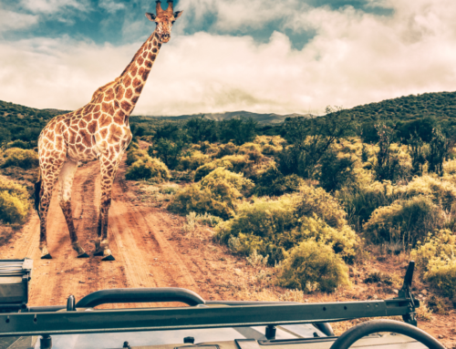 How to Navigate Wildlife Tourism Worldwide