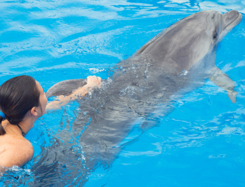 Is Swimming with Dolphins Ethical?