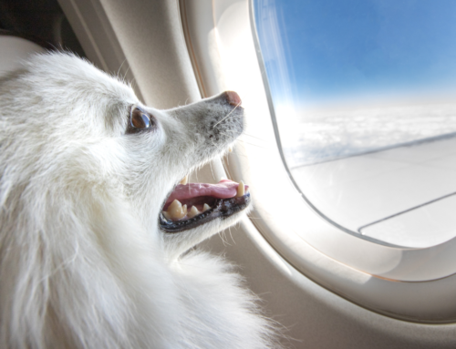 Flying with Pets: A Guide for Travelers