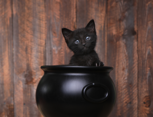 How Black Cats Became a Halloween Symbol