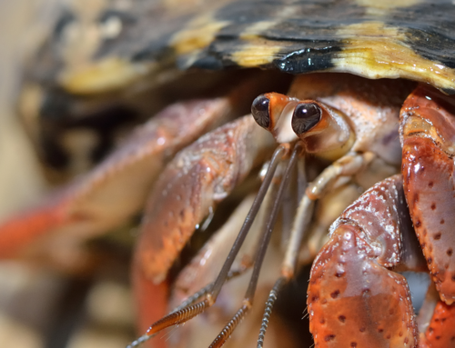 Why boardwalk hermit crabs are a bad souvenir